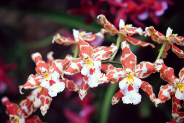 Orange and cream speckled odontoglossum orchids in flower