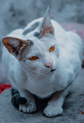 Cute white cat posing