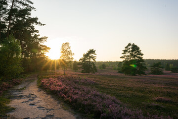 heath landscape in summerwith sunshine