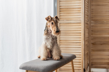 wirehaired fox terrier sitting on comfortable pouf bench in apartment. - obrazy, fototapety, plakaty