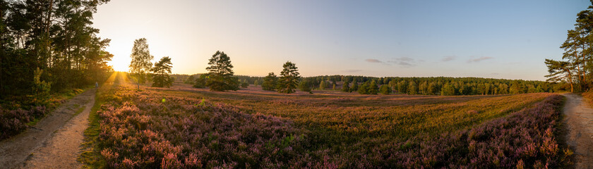 Obraz na płótnie Canvas heath landscape in summerwith sunshine