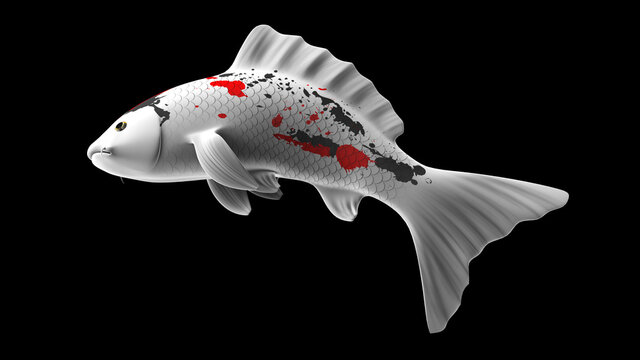 3D illustration rendering of an red, black and white Japanese koi fish.
