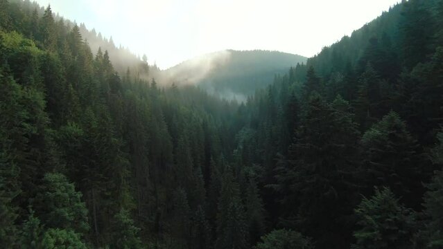 Flight over mountains covered with coniferous forest. Fog and sun over the trees. Aerial panorama of beautiful mountain landscape
