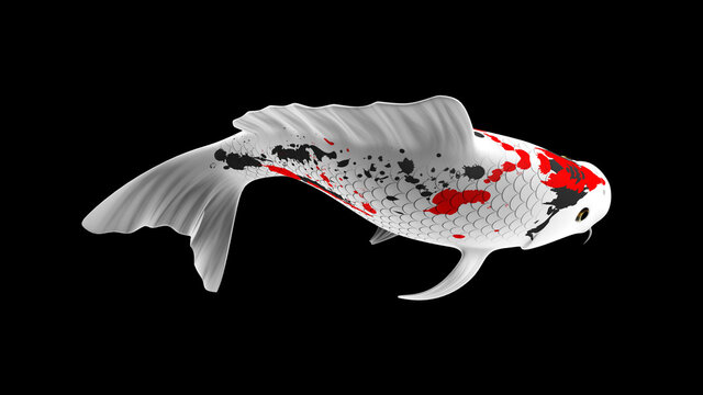 3D illustration rendering of an red, black and white Japanese koi fish.