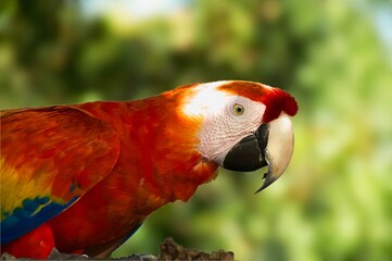 Scarlet Macaw perched on a feeder under a tree and feeding