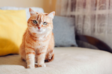 Ginger cat relaxing on couch in living room at home. Pet looking at camera