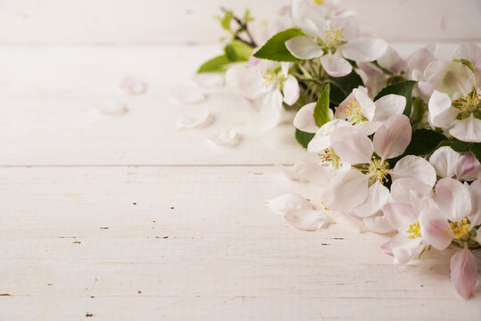  White sping blossoming tree with white rustic wooden background. Beautiful sping cherry flowers. Copy space.  Background for hair care and cosmetic products advertisement.