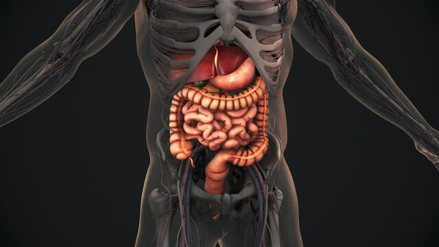 Human digestive system anatomy animation