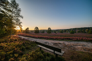 Obraz premium heath landscape in summerwith sunshine