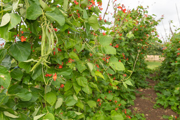 Runner bean pods on a runner bean (phaseolus coccineus) plant