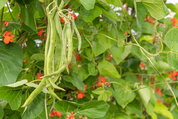 Runner bean pods on a runner bean (phaseolus coccineus) plant