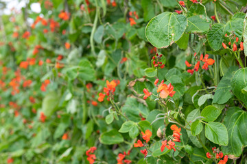 Runner bean (phaseolus coccineus) plant