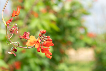 Close up of red flowers on a runner bean (phaseolus coccineus) flowers