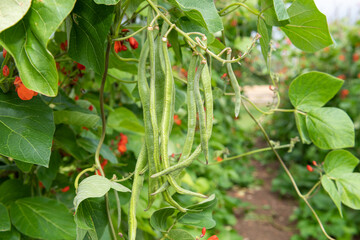 Runner bean (phaseolus coccineus) plant