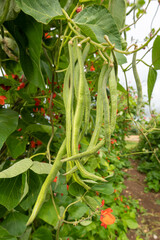 Runner bean (phaseolus coccineus) plant