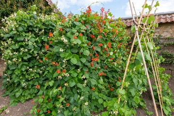Runner bean (phaseolus coccineus) flowers
