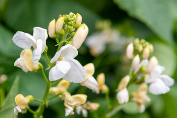 Runner bean (phaseolus coccineus) plant