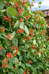 Runner bean (phaseolus coccineus) plant