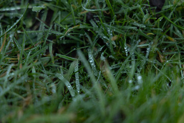 drops of water on the green grass