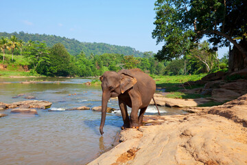Fototapeta na wymiar Elephant on Sri Lanka