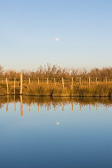 Paysage du petit marais de Candillargues au coucher du soleil (Occitanie, France)