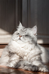 beautiful cat squints from the bright sun. the cat is warming, basking in the warmth