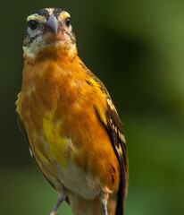 Black headed grosbeak perched in Idaho