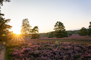 heath landscape in summerwith sunshine