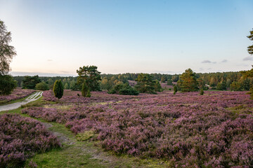 Fototapeta premium heath landscape in summerwith sunshine