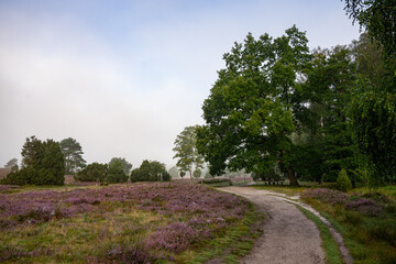 heath landscape in summerwith sunshine
