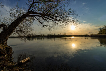 Tree protrudes into the water at sunset