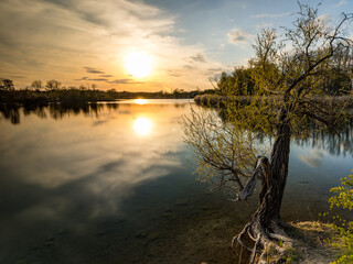 Tree protrudes into the water at sunset