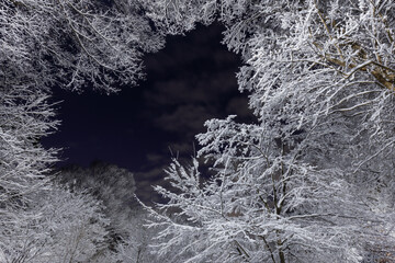 雪の積もった枝