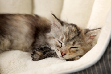 Cute fluffy kitten sleeping on pet bed