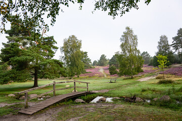 heath landscape in summerwith sunshine