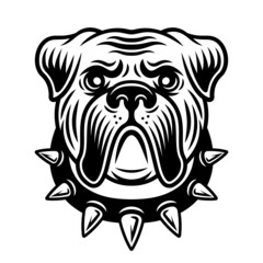 Bulldog head in spiked collar. Vector illustration in vintage monochrome style isolated on white background