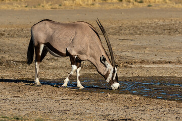 One oryx drinking water in the Kgalagadi Transfrontier Park in South Africa