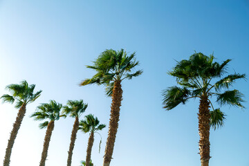 Obraz premium Palm trees date tops against the blue sky green juicy leaves.
