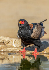 Bateleur Eagle in the Kgalagadi