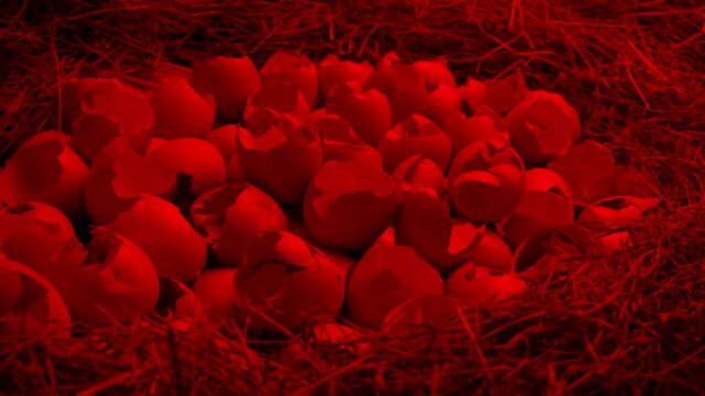 Hatched Eggs Nest In Red Incubator Light