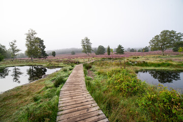 Obraz premium heath landscape in summerwith sunshine
