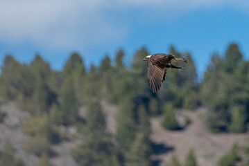Osprey in flight with fish near Virginia City, Montana