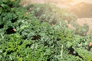 Blurred, soft focus, green vegetable background of kale cabbage. Banner