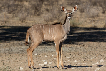 One kudu cow looking at the camera in the early morning sun in Kgalagadi Transfrontier Park in South Africa