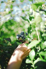 Hand Picking Fresh Blueberries on Blueberry Farm