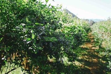 Fresh, You-Pick Blueberry Farm Aisle