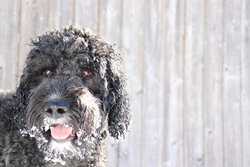 Goldendoodle background
