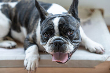 Close up portrait of a French Bulldog