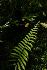 Close up of growing plants during a hike in Hawaii