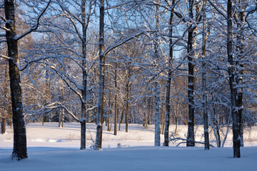 Beautiful winter landscape.